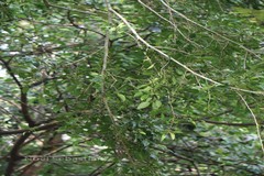 Ficus tinctoria subsp. gibbosa